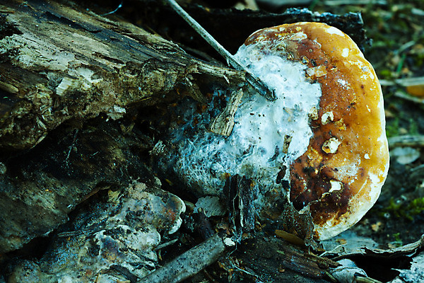포토 JPG 해외이미지 나무 식물 구름 1 유럽 산업 음식 이동 모션 자연 하늘 이끼 풍경 사람없음 목재 가로 초록색 농장 환경 버섯 힘 발전기 에너지 가을 칼날 숲 오브젝트 나무껍질 내추럴 방앗간 곰팡이 생태학 제어 카피스페이스 해외202008 해외포토 자연요소 계절 교육 나라 컬러 컨셉 농업 재료 공백 발전소 껍질 생태계 파일형식