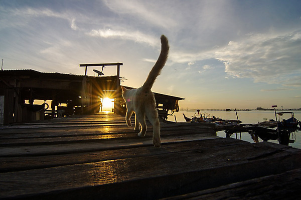 포토 JPG 해외이미지 식물 동물 아시아 따뜻함 앉기 사람없음 야외 목재 빛 반려동물 햇빛 걷기 맑음 고양이 작음 기르기 혼자 해외202008 해외포토 나무 나라 재료 포유류 모션 날씨 태양 크기 돌봄 파일형식