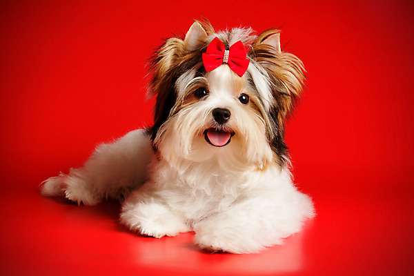 포토 JPG 해외이미지 나무 동물 1 행복 새끼 백그라운드 크리스마스 공 휴가 새로움 털 사람없음 장식 빨간색 반려동물 산타클로스 검은색 거울 흰색 개 달콤 강아지 작음 샴페인 요크셔테리어 테리어 연도 활 솜털 송곳니 기르기 비버 삼색 해외202008 우호적 해외포토 식물 기념일 감정 컬러 컨셉 포유류 주류 맛 치아 크기 돌봄 파일형식