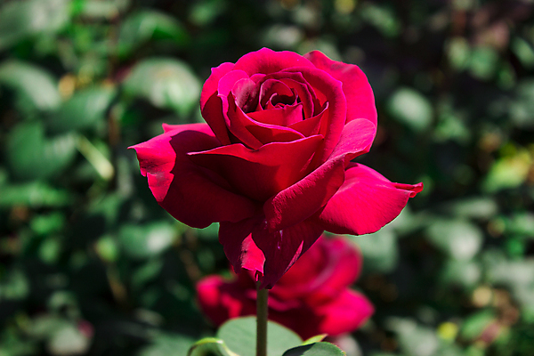 포토 JPG 해외이미지 식물 공원 기념일 꽃 백그라운드 꽃무늬 자연 벽지 발렌타인데이 선물 사랑 사람없음 장식 빨간색 초록색 여름 장미 정원 낭만 벚꽃 신선 개화 심볼 묘사 해외202008 해외포토 계절 공공시설 감정 컬러 컨셉 무늬 데이이벤트 이벤트 생태계 파일형식
