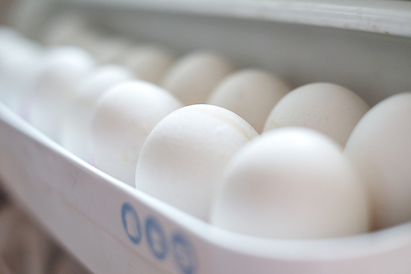 포토 JPG 해외이미지 동물 라이프스타일 음식 농업 다이어트 주택 실내 건강 사람없음 문 주방 껍질 흰색 오픈 원형 나무상자 플라스틱 먹기 가득함 오브젝트 냉각기 삶기 해외202008 해외포토 도형 산업 컬러 모션 재질 내부 건물 생활 상자 파일형식