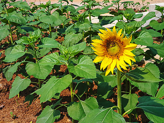 포토 JPG 해외이미지 식물 꽃 행복 백그라운드 잎 꽃무늬 밭 농업 자연 하늘 해바라기 풍경 초원 사람없음 야외 초록색 여름 빛 농작물 컬러풀 햇빛 태양 노란색 정원 맑음 일몰 활발 수확 성장 벚꽃 시골 개화 벌 유기농 원예 꽃가루 천국 비타민 내추럴 밭일 해외202008 해외포토 자연요소 웰빙 계절 감정 산업 컬러 곤충 컨셉 무늬 날씨 취미 노을 가루 생태계 영양소 파일형식