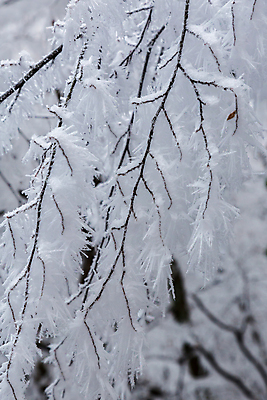 포토 JPG 해외이미지 나무 계절 겨울 자연 하늘 아침 날씨 풍경 사람없음 야외 목재 냉동 얼음 추위 안개 흰색 나뭇가지 시골 닫기 숲 신비 12월 서리 장면 헝가리 내추럴 해외202008 해외포토 주간 자연요소 식물 컬러 컨셉 재료 모션 날짜 생태계 동유럽 파일형식