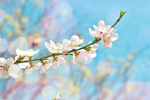 포토 JPG 해외이미지 나무 식물 계절 꽃잎 꽃 백그라운드 잎 꽃무늬 자연 벽지 하늘 추상 미술 사람없음 초록색 여름 파란색 빛 컬러풀 햇빛 태양 노란색 우주 정원 맑음 봄 벚꽃 나뭇가지 인사 신선 신용카드 체리 질감 보케 부드러움 덮기 블러 파스텔톤 스타일 해외202008 해외포토 자연요소 컬러 무늬 과일 모션 날씨 문화예술 금융 예절 감각 생태계 파일형식