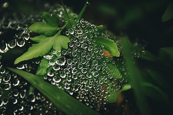 포토 JPG 해외이미지 식물 잎 추상 건강 사람없음 환경 어둠 침묵 활발 성장 물방울 신선 수분 순수 내추럴 해외202008 해외포토 컨셉 무늬 소리 파일형식