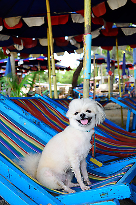 포토 JPG 해외이미지 한마리 여행 의자 앉기 사람없음 야외 반려동물 개 해외202008 해외포토 동물 1 가구 포유류 모션 파일형식