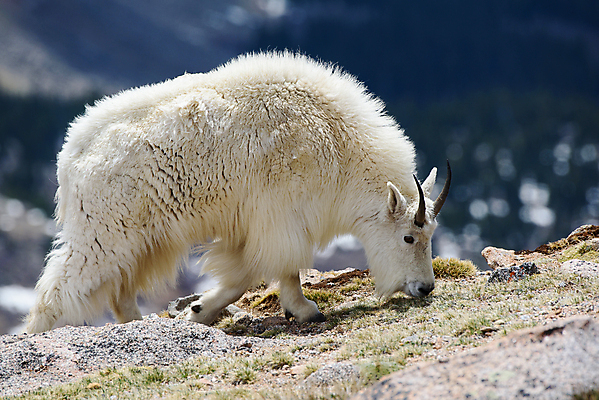 포토 JPG 해외이미지 동물 야생동물 어린이 포유류 자연 날씨 염소 산 털 뿔 풍경 사람없음 야외 줄무늬 들꽃 추위 조약돌 흰색 그룹 고도 언덕 오르기 지역 팩 무료 울퉁불퉁 절정 콜로라도 화강암 해외202008 해외포토 꽃 컬러 무늬 모션 사람 미국 화장품 암석 돌_바위 생태계 파일형식