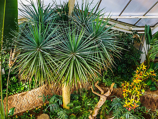 포토 JPG 해외이미지 나무 식물 섬 백그라운드 잎 자연 종류 사람없음 장식 정원 용 개화 관목 묘사 원예 날카로움 멸종 스파이크 모로코 뒤뜰 온실 이국적 인기 세련 해외202008 약함 해외포토 꽃 컨셉 아프리카 취미 생태계 파일형식
