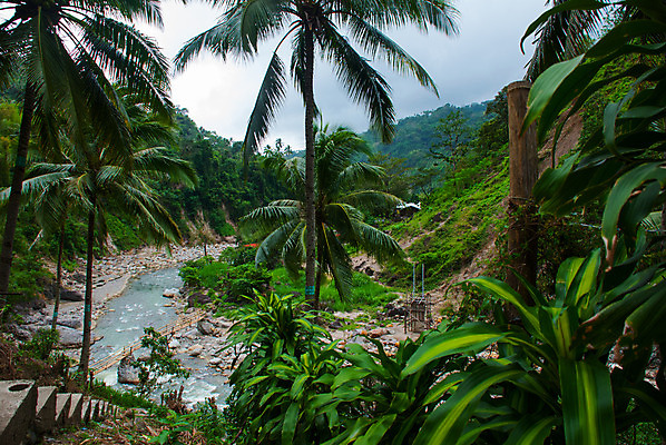 포토 JPG 해외이미지 나무 식물 공원 유럽 백그라운드 잎 패턴 자연 아침 산 독일 파노라마 풍경 사람없음 야외 목재 초록색 여름 빛 환경 맑음 일몰 봄 성장 광선 흰색 시골 신선 소나무 숲 질감 상록수 침엽수 전나무 자원 많음 해외202008 해외포토 주간 계절 공공시설 나라 컬러 컨셉 무늬 재료 날씨 촬영기법 노을 생태계 파일형식