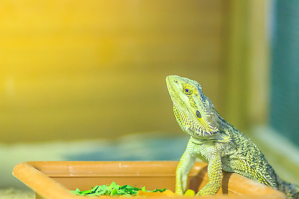 포토 JPG 해외이미지 동물 척추동물 응시 야생동물 모래 백그라운드 오렌지 파충류 자연 생물 수염 사람없음 반려동물 컬러풀 갈색 노란색 검은색 사막 흰색 용 못 닫기 호주 피부 질감 눈금 꼬리 도마뱀 스파이크 내추럴 기어가기 고립 몬스터 이국적 해외202008 해외포토 시선 컬러 과일 모션 신체부위 공구 오세아니아 생태계 파일형식