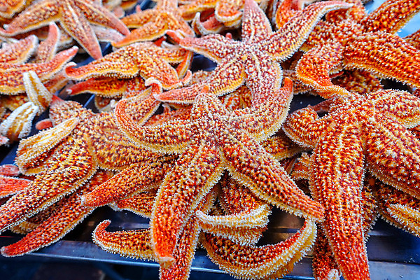 포토 JPG 해외이미지 전통 아시아 음식 여행 곤충 불가사리 새우 거리 요리 사람 동양인 사람없음 세일 여행객 상점 식사 중국 튀김 도시 뱀 막대기 꼬치 시장 맛 그릴 야간 전갈 해산물 베이징 동쪽 이국적 맛있는 해외202008 해외포토 자연요소 동물 나라 컨셉 절지류 파충류 주방용품 극피동물 갑각류 인종 방향 파일형식