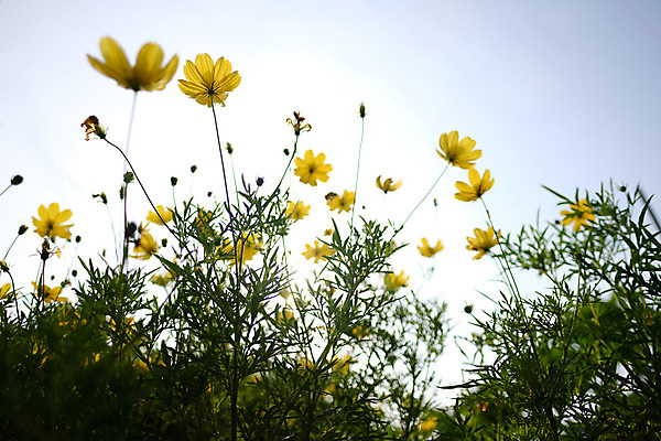 포토 JPG 해외이미지 식물 꽃잎 꽃 꽃무늬 밭 자연 하늘 초원 사람없음 초록색 여름 파란색 태양 노란색 정원 봄 벚꽃 흰색 데이지 캐모마일 해외202008 해외포토 자연요소 계절 컬러 무늬 농업 허브 생태계 파일형식