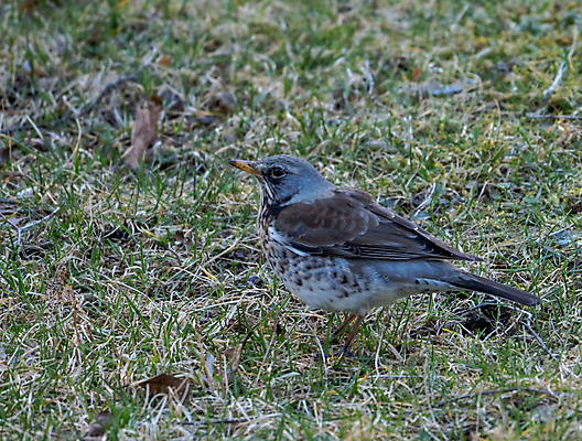 포토 JPG 해외이미지 나무 동물 열매 야생동물 백그라운드 겨울 밭 날개 오렌지 자연 조류 앉기 사람없음 목재 빨간색 갈색 노란색 봄 회색 흰색 나뭇가지 관찰 숲 깃털 싱글 꼬리 부리 내추럴 고립 동물상 해외202008 해외포토 식물 계절 컬러 농업 과일 재료 모션 조형물 생태계 파일형식