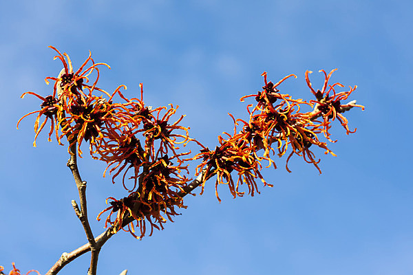 포토 JPG 해외이미지 나무 식물 계절 꽃잎 꽃 잎 겨울 꽃무늬 오렌지 자연 사람없음 가로 빨간색 노란색 정원 봄 성장 개화 닫기 관목 원예 삼림지대 영원 해외202008 해외포토 컬러 무늬 과일 모션 취미 숲 생태계 파일형식