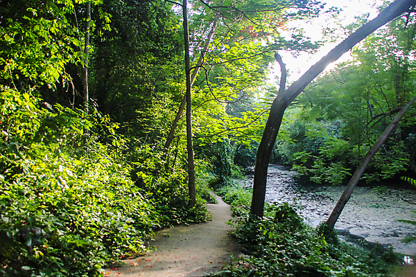 포토 JPG 해외이미지 나무 계절 공원 여행 잎 태국 자연 산 풍경 사람없음 야외 초록색 물 빛 강 여행객 평화 환경 봄 폭포 젖음 흐름 가을 신선 개울 숲 내추럴 전국 해외202008 해외포토 자연요소 식물 공공시설 아시아 컬러 컨셉 사람 생태계 파일형식