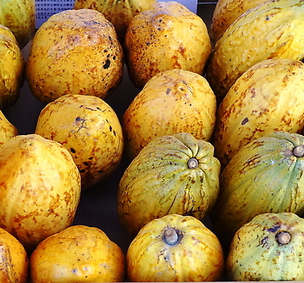 포토 JPG 해외이미지 줄기 농업 과일 콩 씨앗 사람없음 빨간색 농작물 노란색 초콜릿 유기농 날것 코코아 해외202008 해외포토 식물 웰빙 산업 음료 컬러 디저트 곡류 파일형식