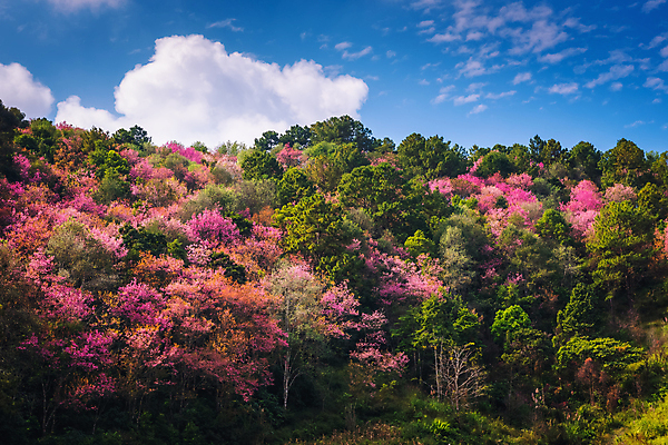 포토 JPG 해외이미지 주간 나무 식물 계절 꽃잎 꽃 분홍색 백그라운드 잎 꽃무늬 자연 벽지 하늘 동양인 풍경 사람없음 야외 가로 파란색 컬러풀 햇빛 정원 일본 침묵 고요 놀람 봄 낭만 성장 벚꽃 나뭇가지 신선 개화 체리 순수 부드러움 내추럴 파스텔톤 해외202008 해외포토 자연요소 감정 아시아 컬러 컨셉 무늬 과일 표정 인종 태양 소리 감각 생태계 파일형식