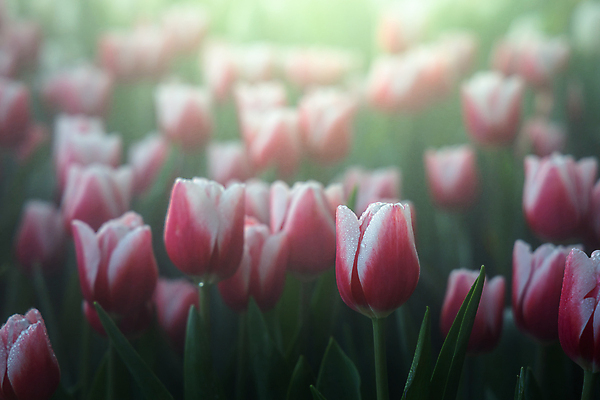 포토 JPG 해외이미지 식물 계절 공원 꽃잎 꽃 줄기 분홍색 꽃다발 백그라운드 잎 꽃무늬 밭 자연 초원 사람없음 빨간색 초록색 여름 파란색 빛 컬러풀 햇빛 태양 노란색 정원 맑음 봄 활발 들꽃 튤립 벚꽃 광선 흰색 전원 시골 신선 개화 우아함 내추럴 고립 해외202008 해외포토 자연요소 공공시설 컬러 컨셉 무늬 농업 날씨 전기에너지 생태계 파일형식