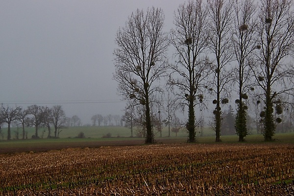 포토 JPG 해외이미지 나무 겨울 자연 사람없음 안개 해외202008 해외포토 식물 계절 날씨 생태계 파일형식