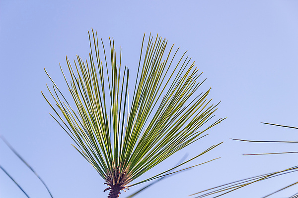 포토 JPG 해외이미지 나무 식물 유럽 섬 여행 백그라운드 잎 겨울 아프리카 자연 하늘 사람없음 야외 목재 초록색 파란색 태양 성장 흰색 나뭇가지 스페인 내추럴 고립 생태학 해외202008 해외포토 자연요소 계절 교육 나라 컬러 재료 생태계 파일형식