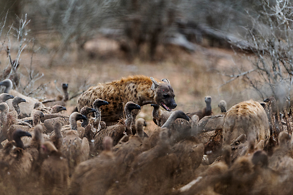 포토 JPG 해외이미지 동물 야생동물 아프리카 자연 조류 사람없음 야외 원주민 수집 먹기 부리 내추럴 세렝게티 탄자니아 해외202008 해외포토 나라 모션 아프리카인 생태계 파일형식