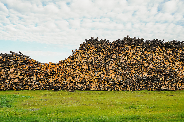 포토 JPG 해외이미지 나무 산업 비즈니스 자연 건조 사람없음 야외 목재 쌓기 환경 에너지 시골 그룹 오염 제조 주식 숲 장작 가난 자르기 천 준비 생태계 날것 통나무 나무껍질 연료 자작나무 자원 잡동사니 흙더미 다리찢기 내추럴 벌목 수목 개조 해외202008 해외포토 식물 컨셉 재료 모션 금융 흙 껍질 직물 파일형식 더미
