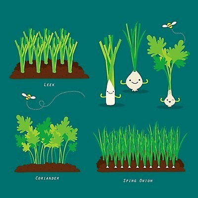 EPS 해외이미지 무료이미지 백그라운드 밭 농업 채소 일러스트 양파 사람없음 초록색 대파 해외202008 해외일러스트 산업 컬러 파 파일형식 벡터 무료콘텐츠