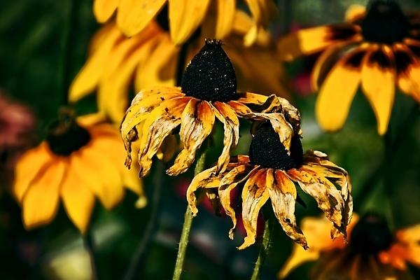 포토 JPG 해외이미지 식물 계절 꽃잎 꽃 백그라운드 날씨 따뜻함 사람없음 여름 태양 노란색 정원 해외202008 해외포토 자연요소 컬러 파일형식