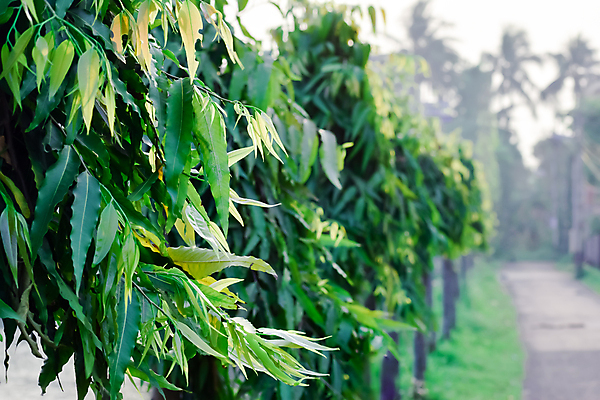 포토 JPG 해외이미지 나무 식물 라이프스타일 계절 꽃 백그라운드 잎 농업 자연 하늘 사람없음 야외 아웃포커스 햇빛 태양 노란색 환경 맑음 일몰 봄 활발 성장 벚꽃 농촌 신선 소프트포커스 숲 열대우림 환경보전 유기농 열대기후 해외202008 해외포토 자연요소 웰빙 산업 컬러 컨셉 날씨 촬영기법 생활 노을 시골 사회이슈 생태계 파일형식