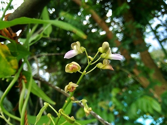 포토 JPG 해외이미지 식물 꽃 아시아 음식 백그라운드 잎 농업 채소 과일 자연 콩 건강 요리 씨앗 동양인 사람없음 초록색 쌓기 정원 보라색 흰색 신선 인도인 싱글 유기농 날것 포도나무 내추럴 고립 꼬투리 생식 히아신스 해외202008 해외포토 외국인 웰빙 나라 산업 컬러 모션 곡류 인종 과일나무 생태계 파일형식