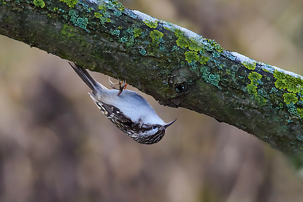 포토 JPG 해외이미지 나무 동물 척추동물 라이프스타일 야생동물 신체 날개 자연 조류 영국 이끼 사람없음 야외 그래픽 가로 갈색 닫기 작음 가득함 깃털 꼬리 부리 나무껍질 계산서 섬광 옛날 집게발 해외202008 해외포토 식물 유럽 컬러 모션 생활 껍질 크기 생태계 파일형식