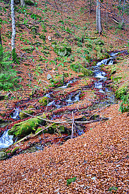 포토 JPG 해외이미지 나무 식물 계절 공원 잎 오렌지 모션 자연 산 이끼 풍경 사람없음 야외 목재 초록색 물 강 노란색 평화 환경 침묵 봄 폭포 젖음 흐름 가을 바위 신선 개울 떨어짐 숲 언덕 내추럴 해외202008 해외포토 자연요소 공공시설 컬러 컨셉 과일 재료 소리 돌_바위 생태계 파일형식