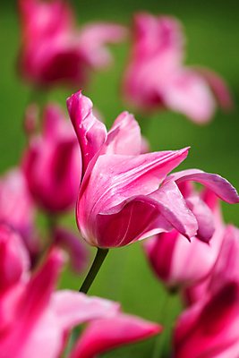 포토 JPG 해외이미지 꽃잎 꽃 근접촬영 사람없음 야외 정원 튤립 소프트포커스 해외202008 해외포토 식물 뷰포인트 촬영기법 파일형식