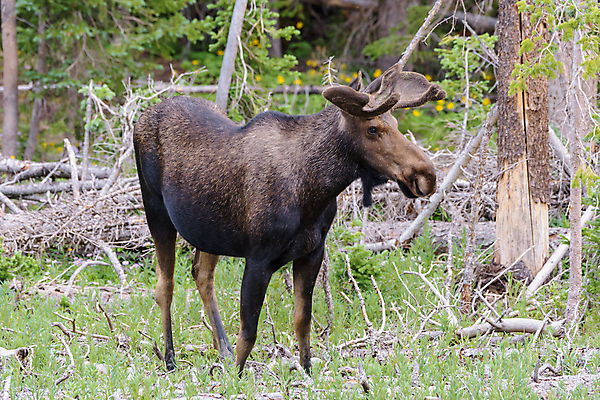 포토 JPG 해외이미지 동물 호수 야생동물 포유류 자연 산 털 종류 사람없음 물 갈색 어둠 코트 종 흰색 소나무 소 습지 군중 숲 위험 큼 시원함 속눈썹 버드나무 황소 코 귀 무거움 주둥이 엘크 콜로라도 벨벳 해외202008 해외포토 자연요소 나무 컬러 컨셉 사람 신체부위 미국 외투 무게 크기 실크 눈썹 생태계 파일형식