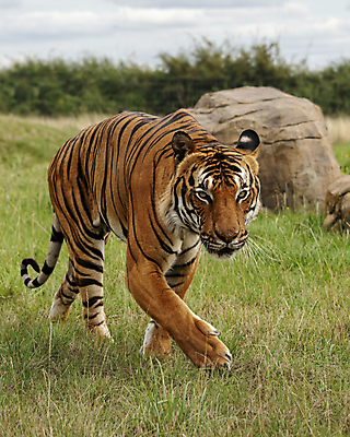 포토 JPG 해외이미지 동물 아시아 얼굴 야생동물 줄기 백그라운드 오렌지 포유류 자연 수염 털 사람없음 초록색 노란색 머리 걷기 검은색 고양이 중국 힘 줄무늬 흰색 표현 호랑이 위험 큼 무서움 피부 코 귀 육식동물 사냥꾼 멸종 표범 말레이시아 단아함 해외202008 해외포토 식물 직업 감정 나라 컬러 컨셉 무늬 과일 모션 신체부위 반려동물 크기 생태계 파일형식