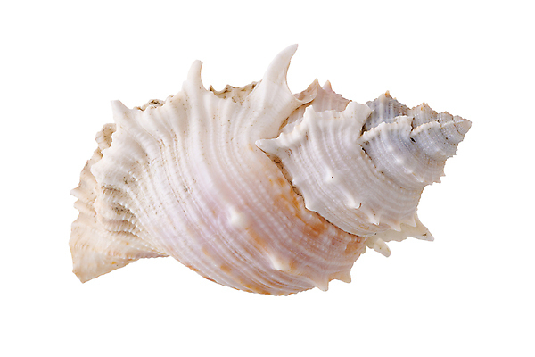 포토 JPG 해외이미지 모양 동물 디자인 꽃 바다 백그라운드 패턴 자연 조개 프레임 해변 사람없음 물 세트 노란색 껍질 흰색 배열 오브젝트 고립 국경 해외202008 해외포토 자연요소 식물 컬러 무늬 어패류 생태계 파일형식