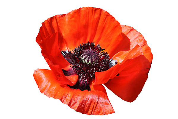 포토 JPG 해외이미지 스튜디오촬영 식물 계절 꽃잎 꽃 백그라운드 자연 동양인 사람없음 빨간색 여름 정원 봄 성장 가을 흰색 개화 닫기 자르기 허브 싱글 흰배경 원예 양귀비 고립 영원 취급주의 해외202008 해외포토 컬러 모션 실내 경고 인종 취미 생태계 파일형식