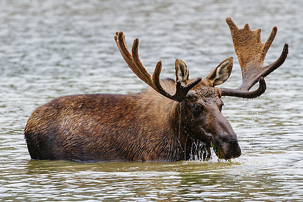 포토 JPG 해외이미지 동물 호수 야생동물 포유류 자연 산 털 종류 사람없음 초록색 물 갈색 어둠 코트 종 흰색 소나무 소 습지 군중 숲 위험 큼 시원함 속눈썹 버드나무 황소 코 귀 무거움 주둥이 콜로라도 벨벳 해외202008 해외포토 자연요소 나무 컬러 컨셉 사람 신체부위 미국 외투 무게 크기 실크 눈썹 생태계 파일형식