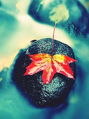 포토 JPG 해외이미지 외관 계절 유럽 파도 줄기 잎 모션 이끼 풍경 사람없음 야외 빛 반사 평화 환경 침묵 폭포 젖음 흐름 죽음 신선 개울 떨어짐 묘사 장노출 내추럴 깨짐 해외202008 해외포토 식물 나라 바다 컨셉 자연 촬영기법 강 소리 파일형식