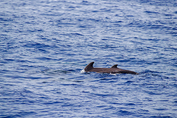 포토 JPG 해외이미지 동물 유럽 야생동물 파도 바다 여행 포유류 자연 표면 사람없음 야외 물 파란색 와인 수영 자유 관찰 떨어짐 포르투갈 고래 돌고래 지느러미 내추럴 해외202008 해외포토 자연요소 나라 컬러 컨셉 모션 주류 수중동물 수상스포츠 생태계 파일형식