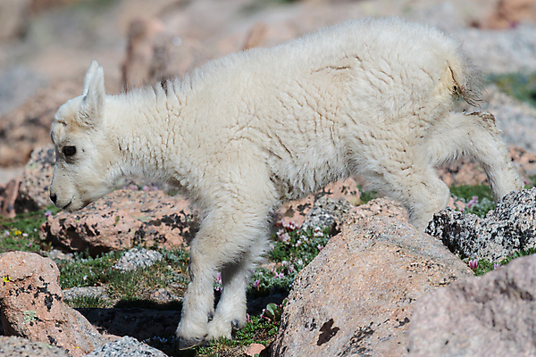 포토 JPG 해외이미지 동물 야생동물 어린이 포유류 자연 날씨 염소 산 털 뿔 풍경 사람없음 야외 줄무늬 들꽃 추위 조약돌 흰색 그룹 고도 언덕 오르기 지역 팩 무료 울퉁불퉁 절정 콜로라도 화강암 해외202008 해외포토 꽃 컬러 무늬 모션 사람 미국 화장품 암석 돌_바위 생태계 파일형식