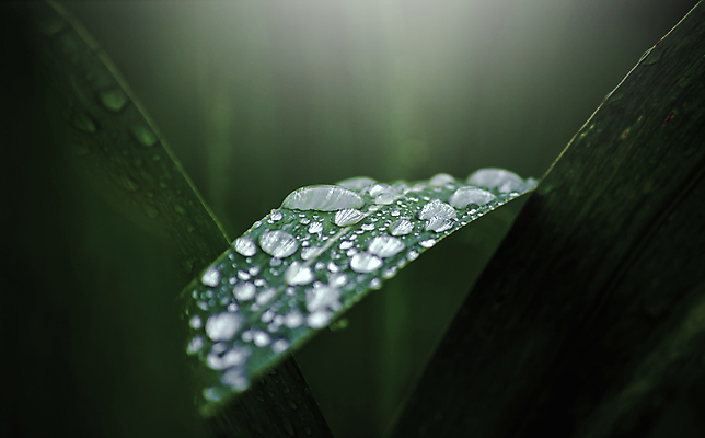 포토 JPG 해외이미지 식물 계절 백그라운드 잎 자연 추상 건강 사람없음 야외 초록색 물 여름 태양 환경 정원 봄 젖음 성장 물방울 신선 액체 닫기 떨어짐 이슬 빗방울 순수 질감 내추럴 해외202008 해외포토 자연요소 컬러 컨셉 무늬 모션 비_날씨 생태계 파일형식