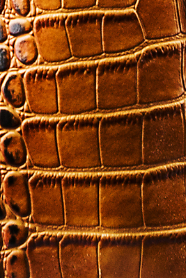 포토 JPG 해외이미지 아시아 호수 야생동물 파충류 아프리카 태국 사람없음 물 강 농장 머리 검은색 수영 힘 경쟁 연못 입 황무지 진화 치아 위험 라이벌 위협 사파리 피부 공룡 눈금 꼬리 사냥 도마뱀 육식동물 악어 사냥꾼 숨김 나쁜 몬스터 힘찬 해외202008 포악 해외포토 자연요소 동물 직업 나라 컬러 컨셉 농업 신체부위 수상스포츠 소화기관 소방 파일형식