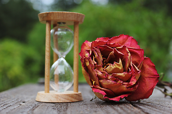 포토 JPG 해외이미지 식물 꽃잎 꽃 모래 시계 분홍색 여행 백그라운드 컨셉 꽃무늬 자연 유리 휴가 건조 발렌타인데이 사랑 풍경 사람없음 야외 목재 초록색 여름 파란색 장미 정원 봄 낭만 수확 골동품 하트 시간 모래시계 복고 보케 과거 통과 타이머 단절 마감 분 옛날 어머니의날 해외202008 해외포토 모양 나무 계절 기념일 감정 컬러 무늬 농업 재료 데이이벤트 재질 생태계 미국문화 파일형식