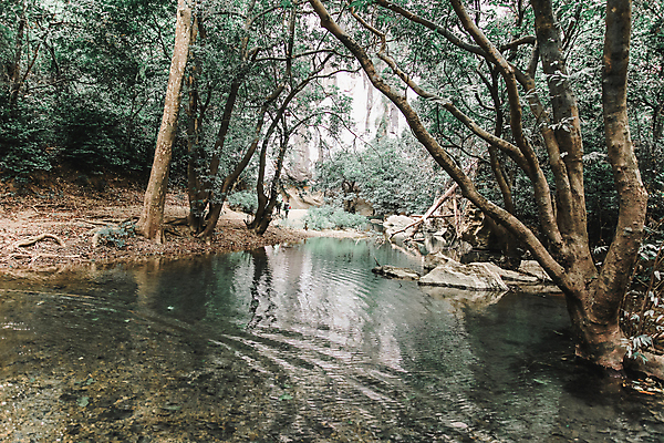 포토 JPG 해외이미지 나무 식물 공원 여행 백그라운드 자국 자연 출입구 열대 산 이끼 동양인 풍경 사람없음 야외 초록색 물 여름 빛 여행객 어둠 탐험 바위 입 구멍 터널 동굴 숲 신비 비밀 장면 지하 내추럴 깊이 땅바닥 지질학 해외202008 해외포토 자연요소 계절 공공시설 교육 길 컬러 컨셉 바닥 사람 인종 신체부위 돌_바위 생태계 파일형식