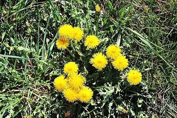 포토 JPG 해외이미지 꽃잎 꽃 해바라기 풍경 사람없음 야외 정원 민들레 해외202008 해외포토 식물 파일형식