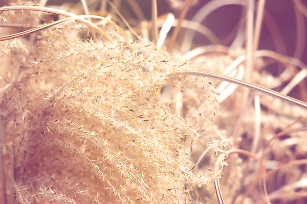 포토 JPG 해외이미지 식물 계절 줄기 백그라운드 잎 밭 자연 지팡이 아침 추상 갈대 사람없음 야외 장식 초록색 여름 빛 햇빛 노란색 정원 일몰 활발 가을 시골 황금 닫기 소프트포커스 질감 밀짚 내추럴 블러 해외202008 해외포토 주간 컬러 컨셉 무늬 농업 모션 촬영기법 태양 노을 짚 생태계 파일형식