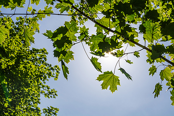포토 JPG 해외이미지 나무 식물 계절 백그라운드 단풍 낙엽 잎 자연 하늘 사람없음 초록색 여름 파란색 햇빛 태양 올려보기 나뭇가지 신선 숲 에코 삼림지대 해외202008 해외포토 자연요소 컬러 모션 환경 생태계 파일형식