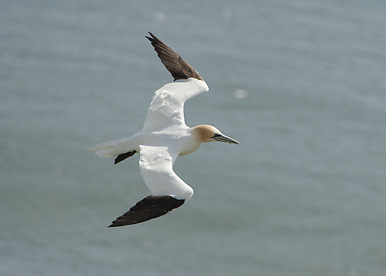 포토 JPG 해외이미지 동물 영어 야생동물 바다 날개 자연 조류 사람없음 물 머리 깃털 묘사 부리 계산서 해외202008 해외포토 자연요소 문자 신체부위 생태계 파일형식