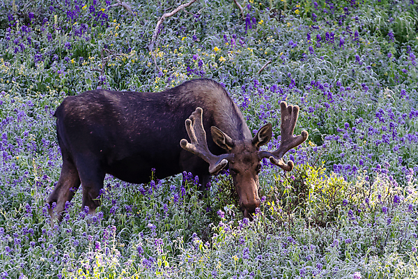 포토 JPG 해외이미지 동물 호수 야생동물 포유류 자연 산 털 종류 사람없음 초록색 물 갈색 어둠 코트 종 흰색 소나무 소 습지 군중 숲 위험 큼 시원함 속눈썹 버드나무 황소 코 귀 무거움 주둥이 콜로라도 벨벳 해외202008 해외포토 자연요소 나무 컬러 컨셉 사람 신체부위 미국 외투 무게 크기 실크 눈썹 생태계 파일형식